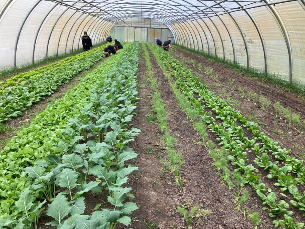 Teilnehmende pflegen Salat, Dill, Fenchel und weitere Gemüsekulturen im Folientunnel des Spörgelhofs.