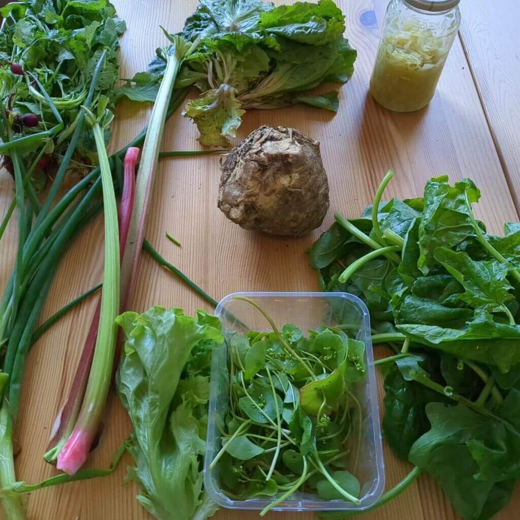Ernteanteil im Frühling mit Postelein, Spinat, Salat, Rhabarber, Sauerkraut, Lauch, und Sellerie; mit Sauerkraut als letzter Lagerware vom Winter.