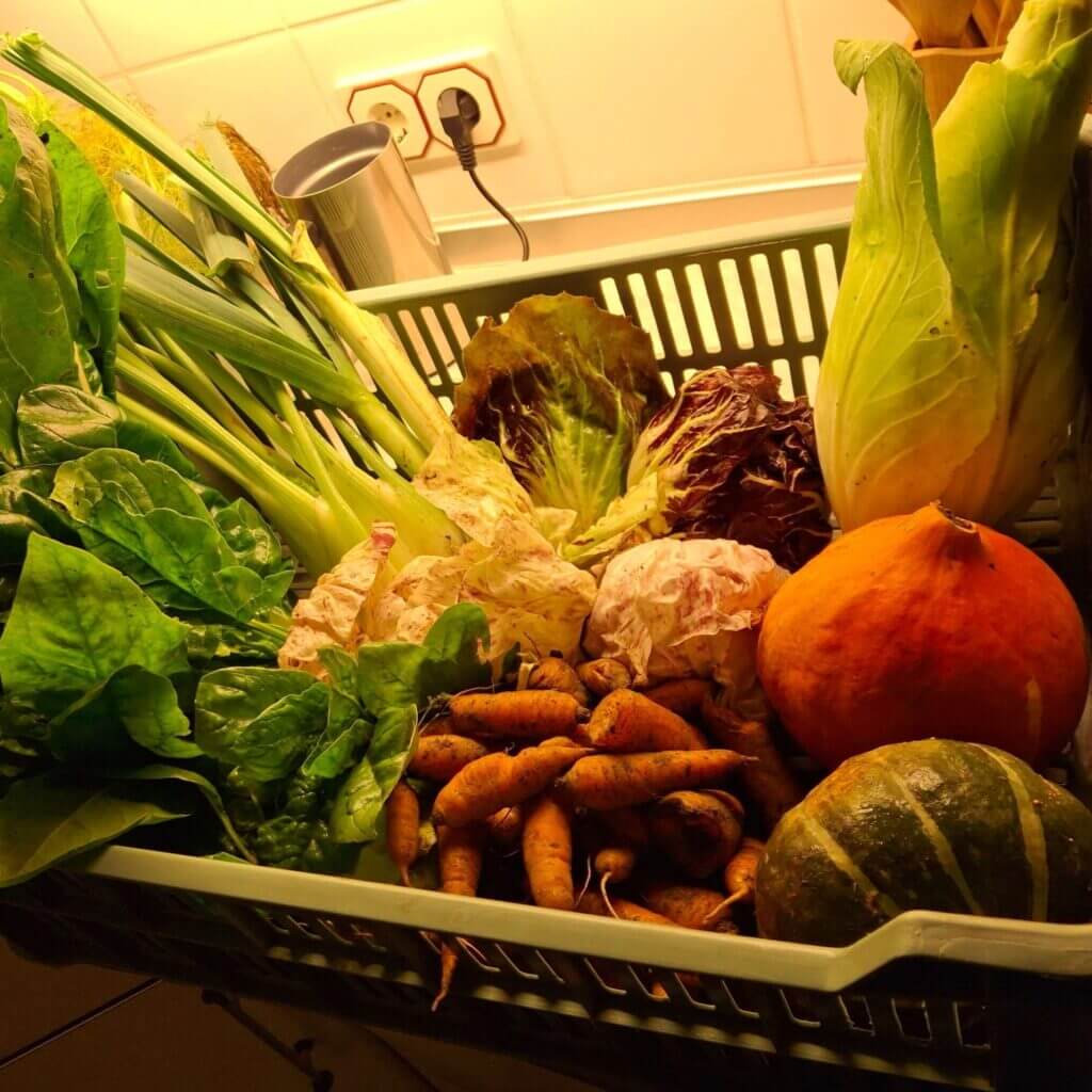 Eine Klappkiste mit einer Beispiellieferung von Herbstgemüse. Zu sehen sind Möhren, Kürbis, Spitzkohl, Fenchel, Salat