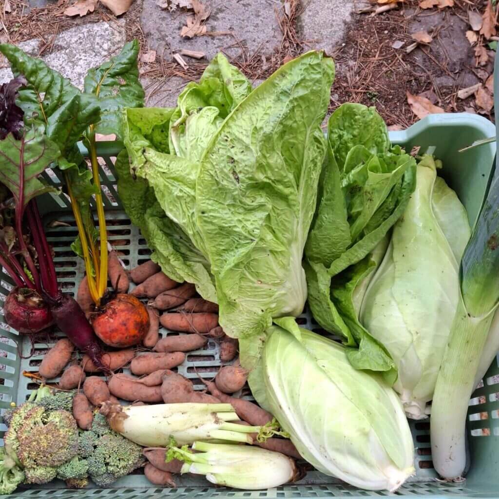 Ernteanteil im Winter mit Möhren, bunte Bete, Fenchel, Brokkoli, Spitzkohl, Lauch und Wintersalat