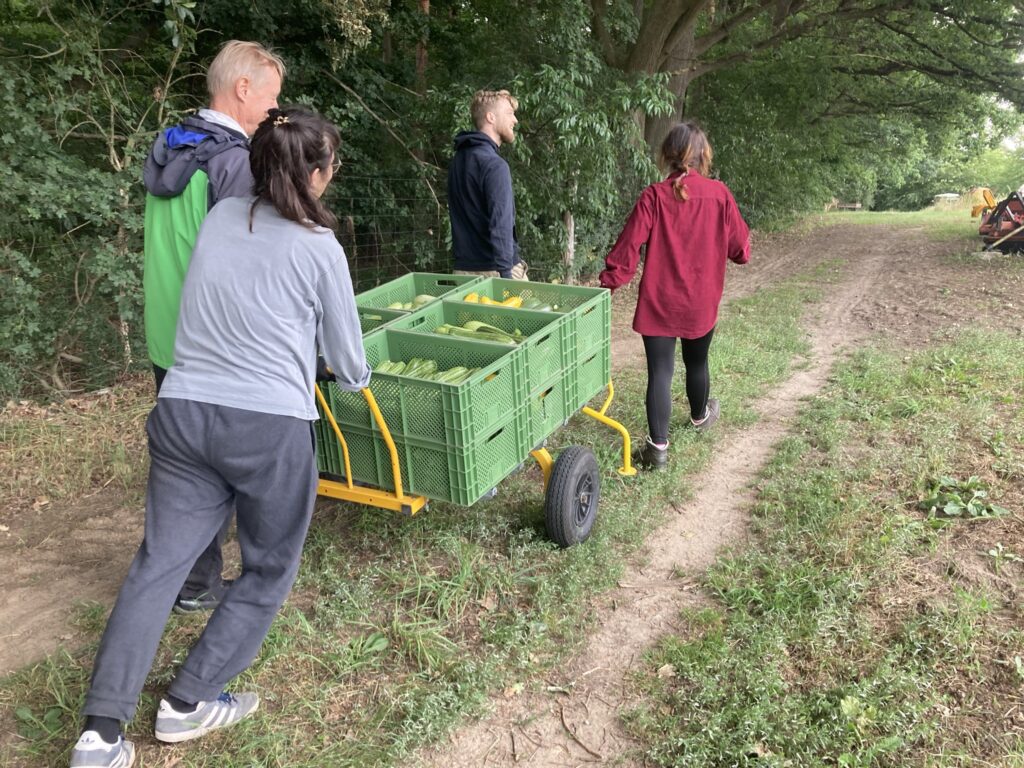 Vier Menschen ziehen die neue gelbe Kistenkarre mit Kisten voller frisch geernteter Zucchini über den Feldweg der Solawi Wandlitz bei Berlin