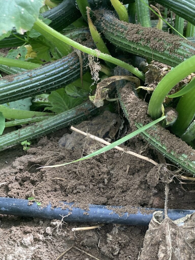 Getarnte Erdkröte zwischen Zucchinistängeln und Tropfschlauch auf dem Bio-Feld des Spörgelhofs