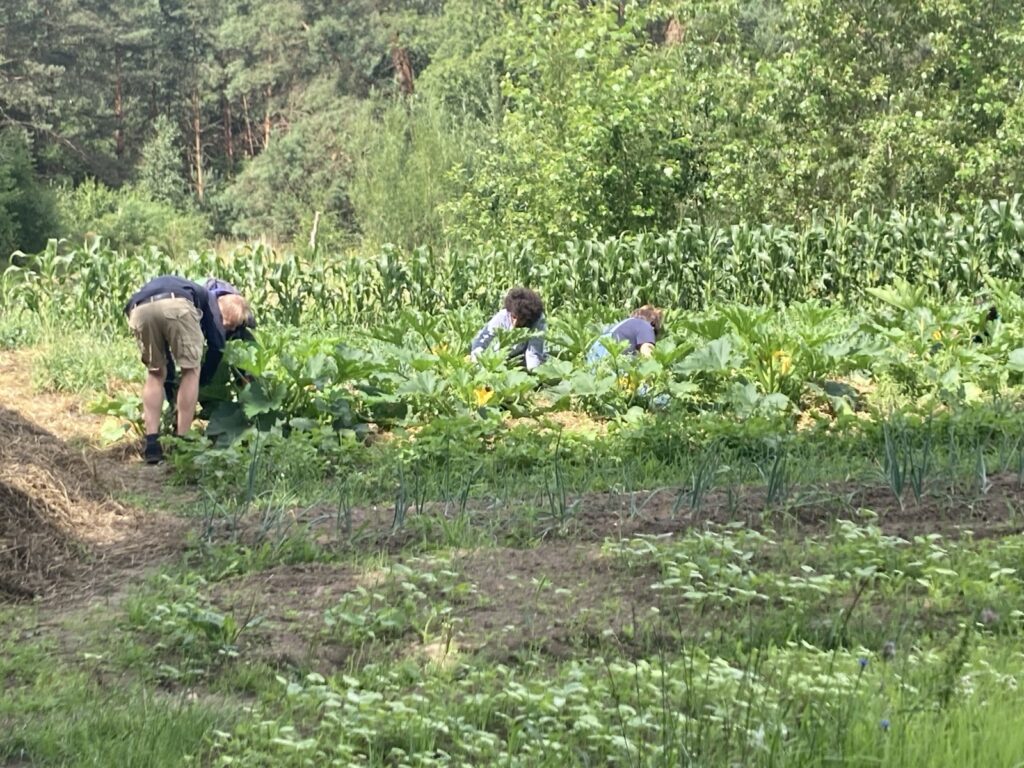 Gruppe von Helfer:innen mulcht entlang auf dem Feld beim Mitmachtag Spörgelhof bei Berlin