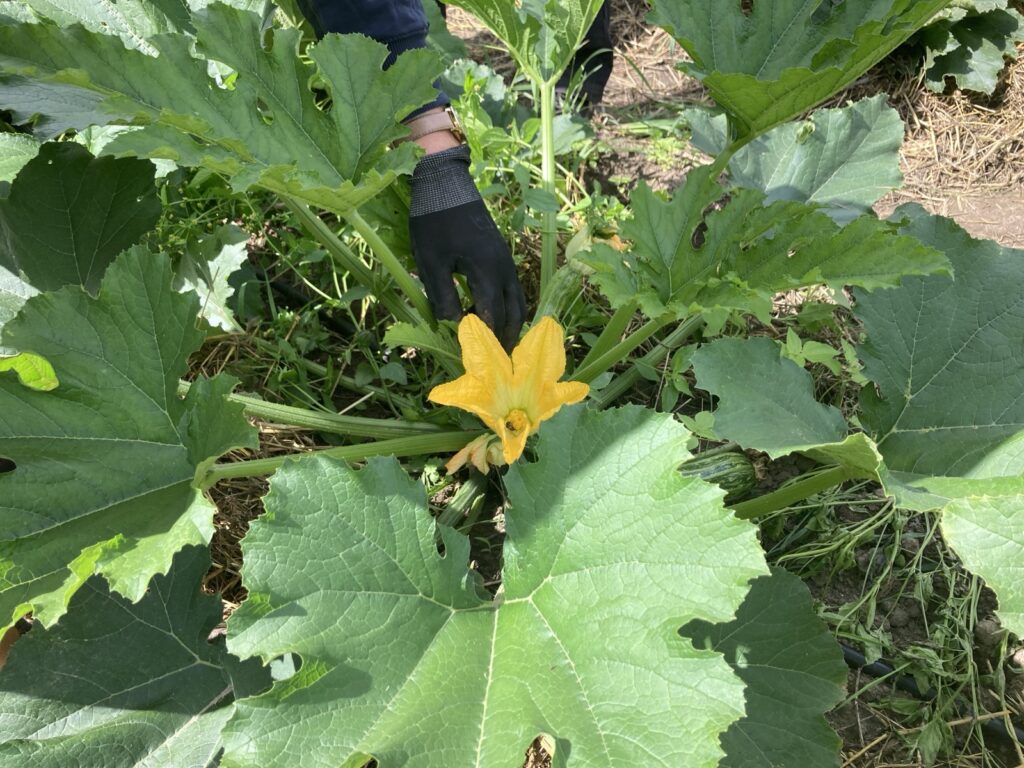 Behandschuhte Hand an einer Zucchinipflanze mit leuchtend gelber Blüte und junger Zucchini, Solawi Spörgelhof Wandlitz bei Berlin